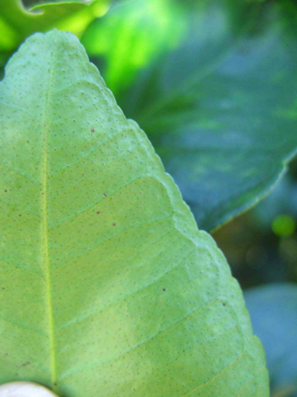              Margin (Winter Haven, FL)       